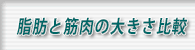 筋肉と脂肪比較モデル